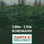 kerstboom bestellen 200cm